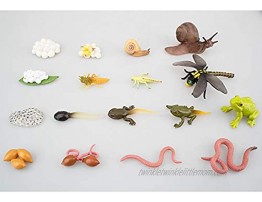 TOYMANY 17PCS Life Cycle of Frog Snail Earthworm Dragonfly Egg Tadpole to Frog Safariology Amphibian Figurines Toy Kit Plastic Forest Animal Figures Educational School Project for Kids