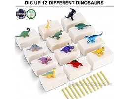 12 Pack Dig a Dinosaur Fossil and Figure Set | 1 Dozen 3D Dino Excavation Bulk Science Kits for Paleontology Archaeology STEM Learning Kids Activity Party Favors