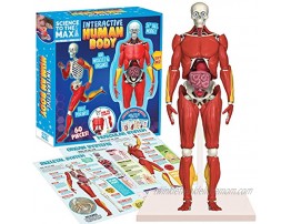 Be Amazing! Toys Interactive Human Body Fully Poseable Anatomy Figure – 14” Tall Human Body Model for Kids Anatomy Kit – Removable Muscles Organs and Bones STEM Kids Anatomy Toy – Ages 8+