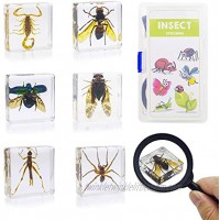 ELifeBox 6 PCS Insect Specimen Set,Cicada,Wasp,Spider,Scorpion,Locust,Chafer Resin Collection Science Toys