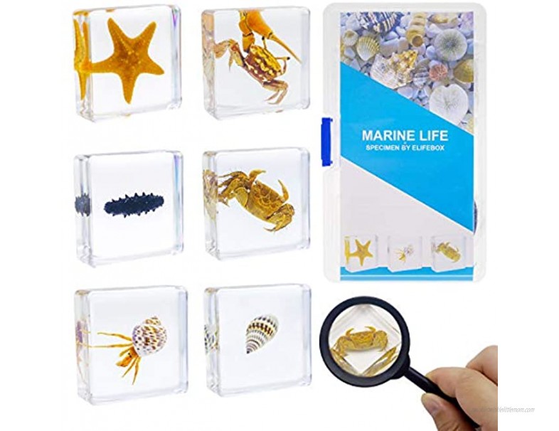 ELifeBox 6 PCS Marine Life Specimen Set,Hermit Crab,Fiddler Crab,Starfish,Nassariidae,Sea Cucumber Chiromantes Dehaani Resin Collection Science Toys