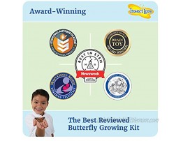 Insect Lore BH Butterfly Growing Kit With Voucher to Redeem Caterpillars Later