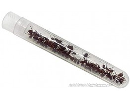 Insect Lore Tube of Ants Ant Habitat Refill