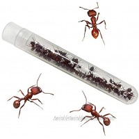 Insect Lore Tube of Ants Ant Habitat Refill