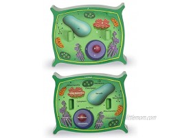 Learning Resources Cross-Section Plant Cell Model Plant Anatomy Science Classroom Accessories 2 Foam Pieces Ages 7+