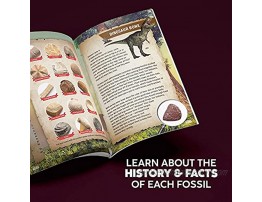 Mega Fossil Dig Kit Dig Up 15 Real Fossils Dinosaur Bones Shark Teeth & More Dinosaur Digging Kids Activities STEM Science Toys for Kids Dinosaur Toys Gifts for Boys and Girls