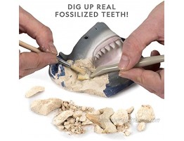 NATIONAL GEOGRAPHIC Shark Tooth Dig Kit Excavate 3 Real Shark Fossils Including Sand Tiger Otodus and Crow Shark Great Science Gift for Marine Biology Enthusiasts of Any Age