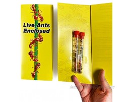 Nature Gift Store Live Ant Farm Ants Shipped Now: Ant Farm Kit Refill: Double Order