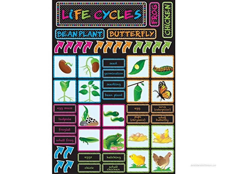 ASHLEY PRODUCTIONS Life Cycles Magnetic Mini Bulletin Board Set 12 x 17