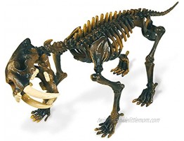 Geoworld 625308–Dr. Steve Hunters: Dino Excavation Kit–SÃ ¤ Belzahntiger Smil Odon Skeleton with Age 6+ Size: 23cm