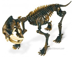 Geoworld 625308–Dr. Steve Hunters: Dino Excavation Kit–SÃ ¤ Belzahntiger Smil Odon Skeleton with Age 6+ Size: 23cm